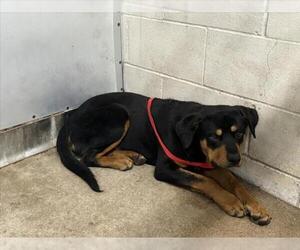 Rottweiler-Unknown Mix Dogs for adoption in San Bernardino, CA, USA