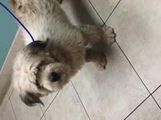 Hava-Apso Dogs for adoption in Fort Lauderdale, FL, USA