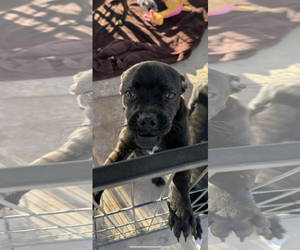 Chug Dogs for adoption in El Centro, CA, USA