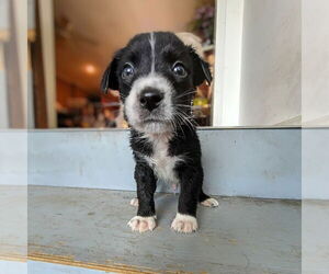 Australian Shepherd-Unknown Mix Dogs for adoption in Vail, AZ, USA