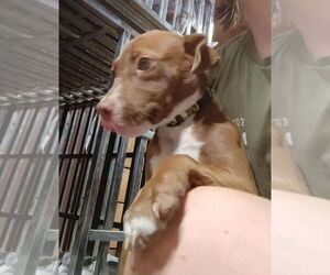 American Pit Bull Terrier Dogs for adoption in Benton, PA, USA