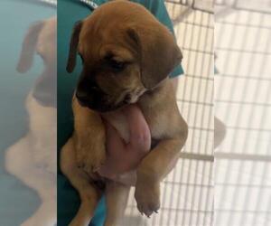 Plott Hound-Unknown Mix Dogs for adoption in Houston, TX, USA