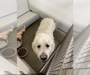 Labrottie Dogs for adoption in Pierceton , IN, USA