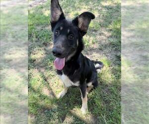 German Shepherd Dog-Unknown Mix Dogs for adoption in Conroe, TX, USA