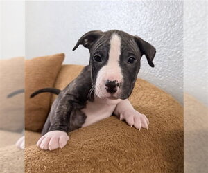Mutt Dogs for adoption in Sacramento, CA, USA