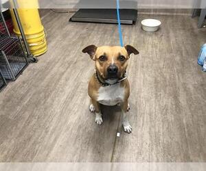 American Pit Bull Terrier-Unknown Mix Dogs for adoption in Pasadena, CA, USA