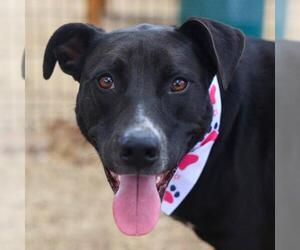 American Staffordshire Terrier Dogs for adoption in San Antonio, TX, USA