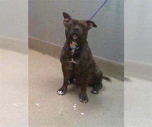 Staffordshire Bull Terrier-Unknown Mix Dogs for adoption in Las Vegas, NV, USA