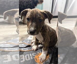 Mutt Dogs for adoption in Mount Pleasant, SC, USA