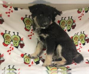 German Shepherd Dog-Unknown Mix Dogs for adoption in HESPERIA, CA, USA