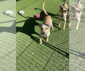 Chihuahua-Unknown Mix Dogs for adoption in Tempe , AZ, USA
