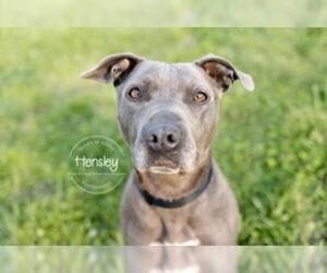 American Pit Bull Terrier-Unknown Mix Dogs for adoption in Newport, KY, USA