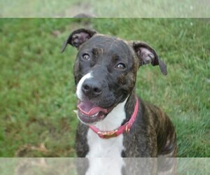 Boxador Dogs for adoption in Decatur, IL, USA