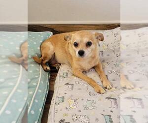 Chihuahua Dogs for adoption in Akron, OH, USA