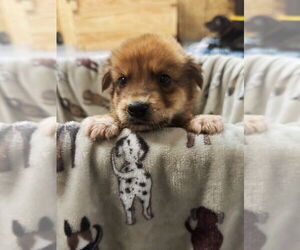 Anatolian Shepherd-Labrador Retriever Mix Dogs for adoption in Lakewood, CO, USA