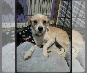 Chihuahua-Unknown Mix Dogs for adoption in Aurora, IN, USA