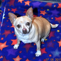 Chihuahua Dogs for adoption in San Jacinto, CA, USA