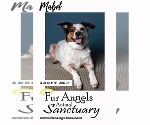 Mutt Dogs for adoption in aurora, IL, USA