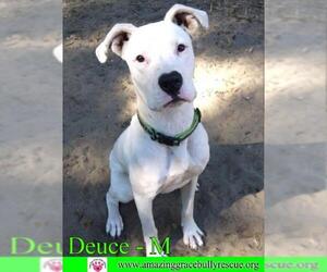 American Bulldog-Great Dane Mix Dogs for adoption in Pensacola, FL, USA
