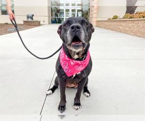 American Pit Bull Terrier-Unknown Mix Dogs for adoption in Orange, CA, USA