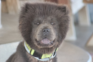 Chow Chow Dogs for adoption in Palo Alto, CA, USA