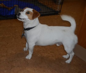 Jack Russell Terrier Dogs for adoption in Longview, WA, USA