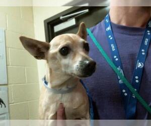 Chihuahua Dogs for adoption in Denver, CO, USA