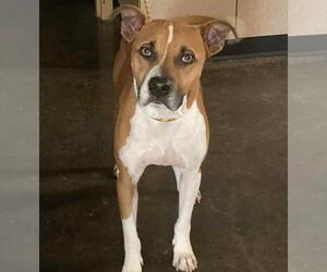 Boxer-Unknown Mix Dogs for adoption in Rockwall, TX, USA