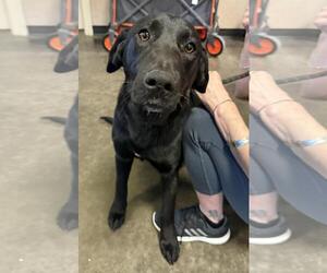 Labrador Retriever-Unknown Mix Dogs for adoption in Rockwall, TX, USA