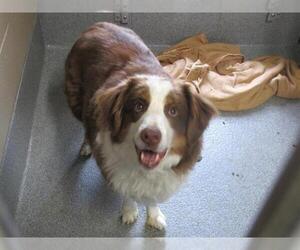 Australian Shepherd Dogs for adoption in Orange, CA, USA