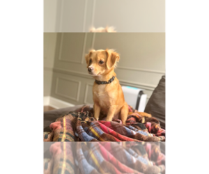 Chihuahua-Unknown Mix Dogs for adoption in Raleigh, NC, USA