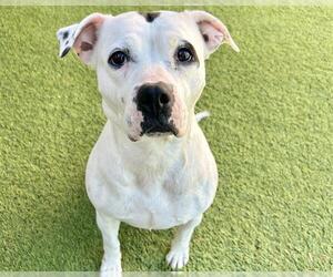 American Staffordshire Terrier-Boxer Mix Dogs for adoption in Raleigh, NC, USA