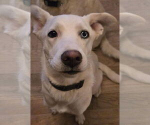Siberian Husky-Unknown Mix Dogs for adoption in MIDWAY, UT, USA