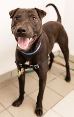 Chinese Shar-Pei-Unknown Mix Dogs for adoption in New York, NY, USA