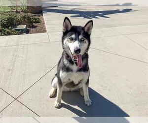 Siberian Husky Dogs for adoption in Orange, CA, USA