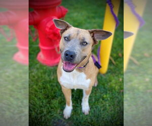 Akita-Unknown Mix Dogs for adoption in San Andreas, CA, USA