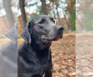 Labrador Retriever Dogs for adoption in Forest, VA, USA