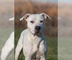 American Pit Bull Terrier Dogs for adoption in Derwood, MD, USA