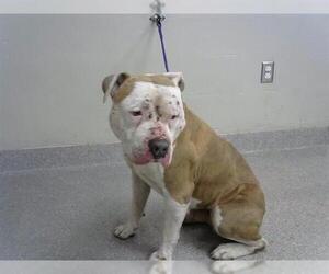 American Bulldog-Unknown Mix Dogs for adoption in Pasadena, TX, USA
