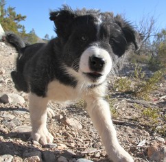 Alaskan Malamute-Border Collie Mix Dogs for adoption in Alamogordo, NM, USA