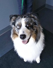 Australian Shepherd Dogs for adoption in Ontario, CA, USA