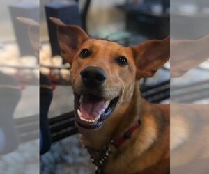 Shepradors Dogs for adoption in Groveland, FL, USA