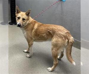 German Shepherd Dog-Unknown Mix Dogs for adoption in Las Vegas, NV, USA
