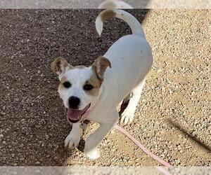 American Pit Bull Terrier-Unknown Mix Dogs for adoption in Pueblo, CO, USA