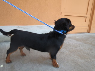 Dachshund Dogs for adoption in MORENO VALLEY, CA, USA