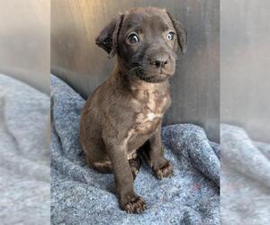Labrador Retriever-Unknown Mix Dogs for adoption in San Antonio, TX, USA