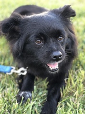 Schip-a-Pom Dogs for adoption in Agoura Hills, CA, USA