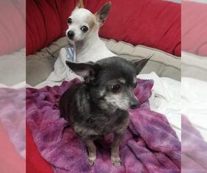 Chihuahua Dogs for adoption in Kansas City, MO, USA