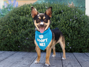 Chi-Corgi Dogs for adoption in Pacific Grove, CA, USA