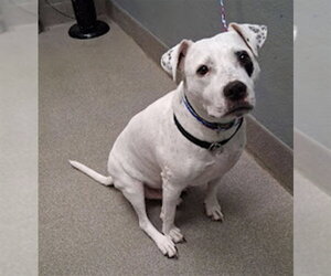 Argentinian Mastiff-Unknown Mix Dogs for adoption in Las Vegas, NV, USA